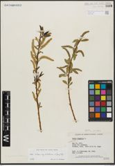 Foto von Salix alba subsp. vitellina (L.) Arcang. x Salix fragilis L.